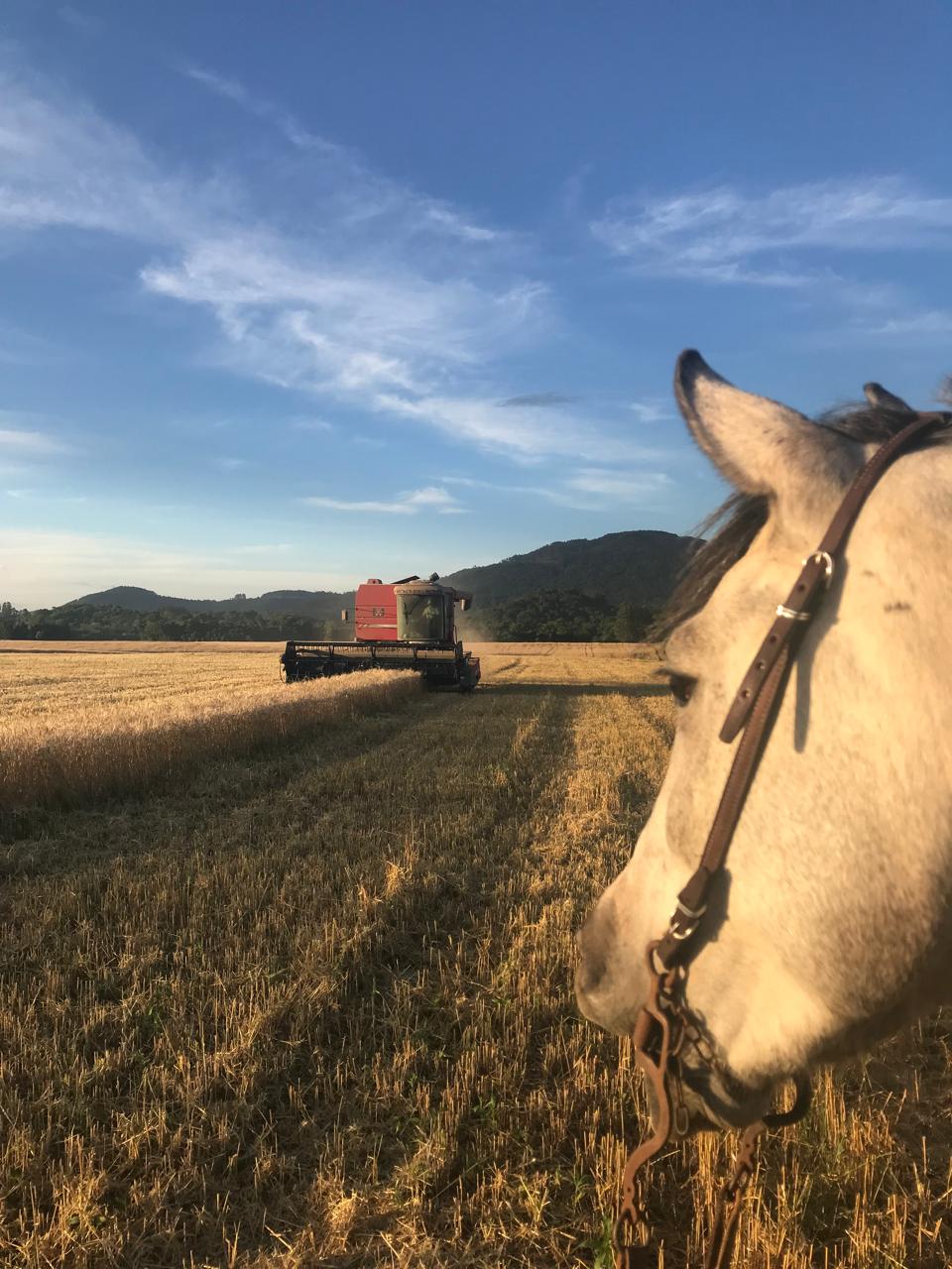 Cavalo observando a colheitadeira — propriedade da família